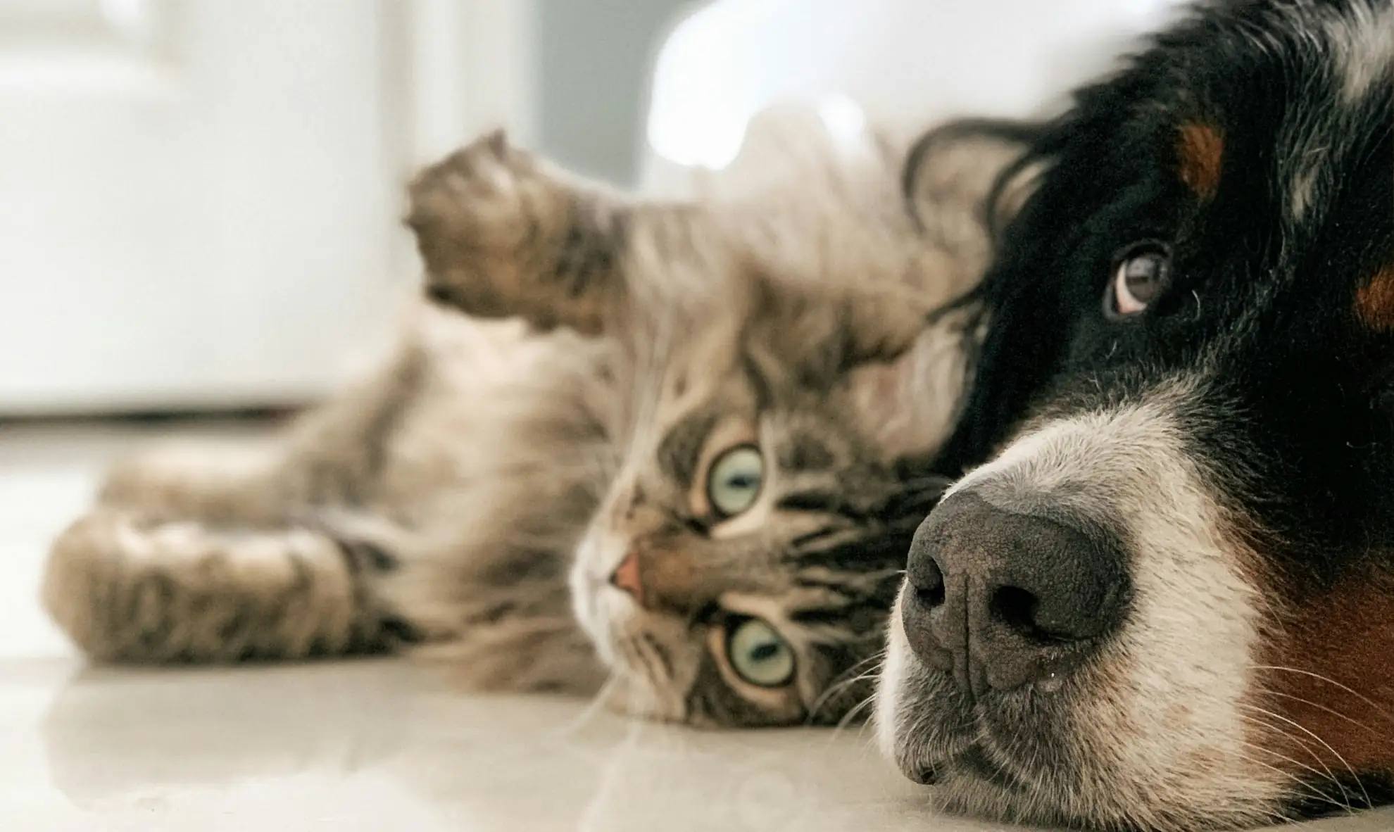 Hund und Katze Tierkommunikation