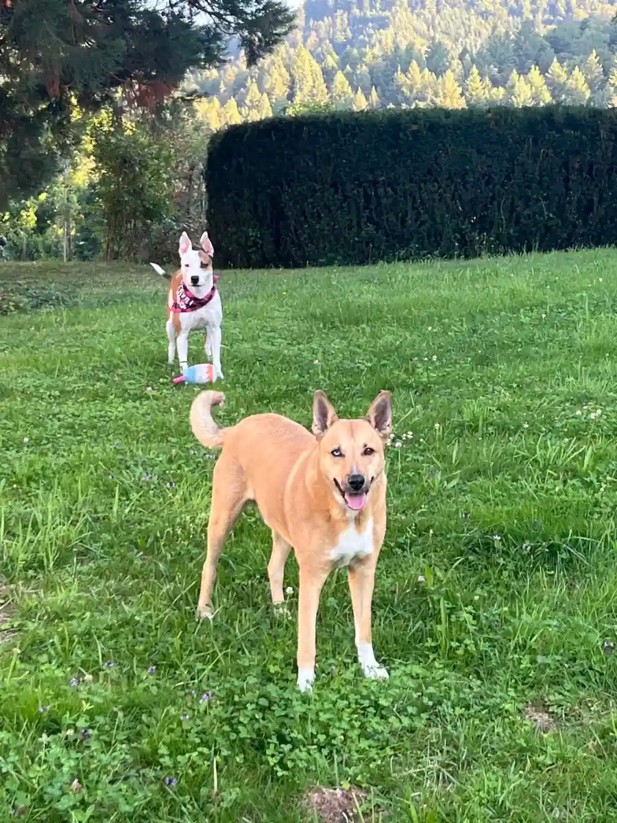 Jack und Lilly Tierkommunikation