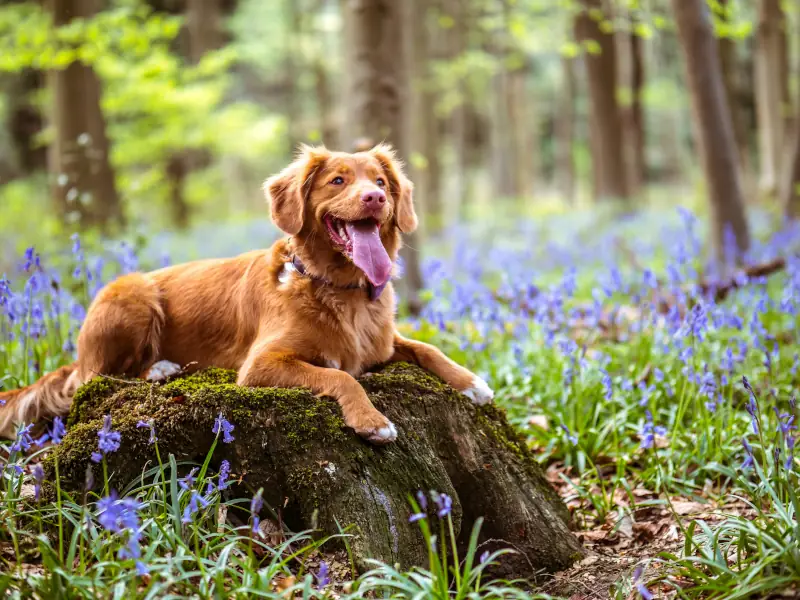 Hund im Wald