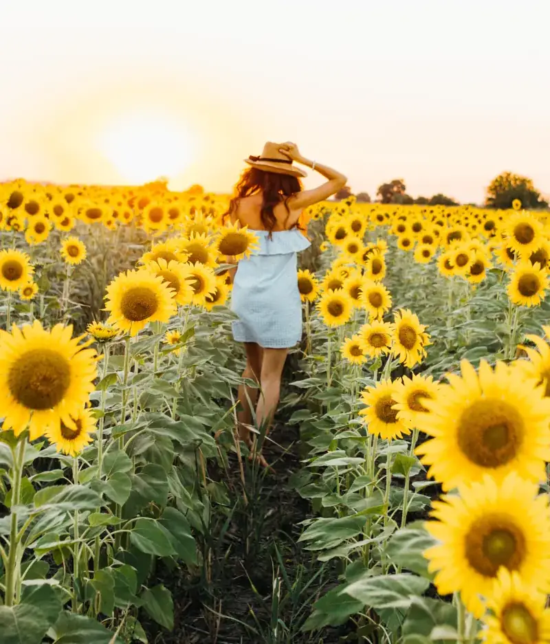 Sonne Sonnenblumen und glückliche Frau